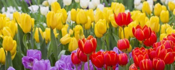 Ý nghĩa của hoa tulip theo màu sắc