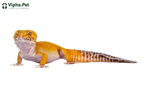 Tìm hiểu về tắc kè hoa và thằn lằn