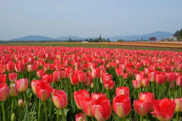 Ý nghĩa của hoa tulip theo màu sắc