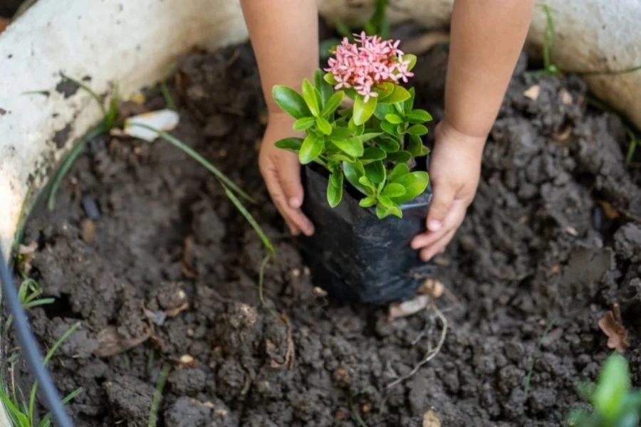 Hoa Trang (Ixora) - Bí kíp trồng và chăm sóc hoa nở quanh năm