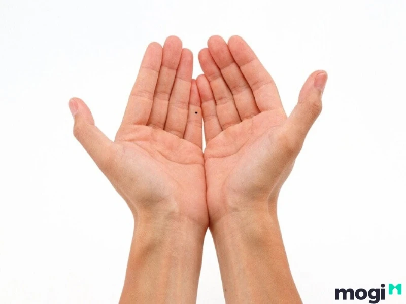 Hoa Tay Là Gì? Luận Đoán Vận Mệnh Của Mỗi Người Qua Cách Bói Hoa Tay