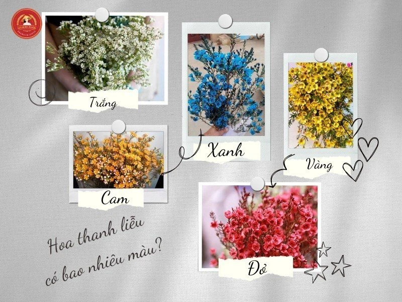 Cách cắm hoa thanh liễu ngày Tết tươi lâu, mang tới tài lộc