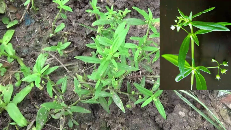 Bạch hoa xà và những công dụng chữa bệnh từ loại cây này