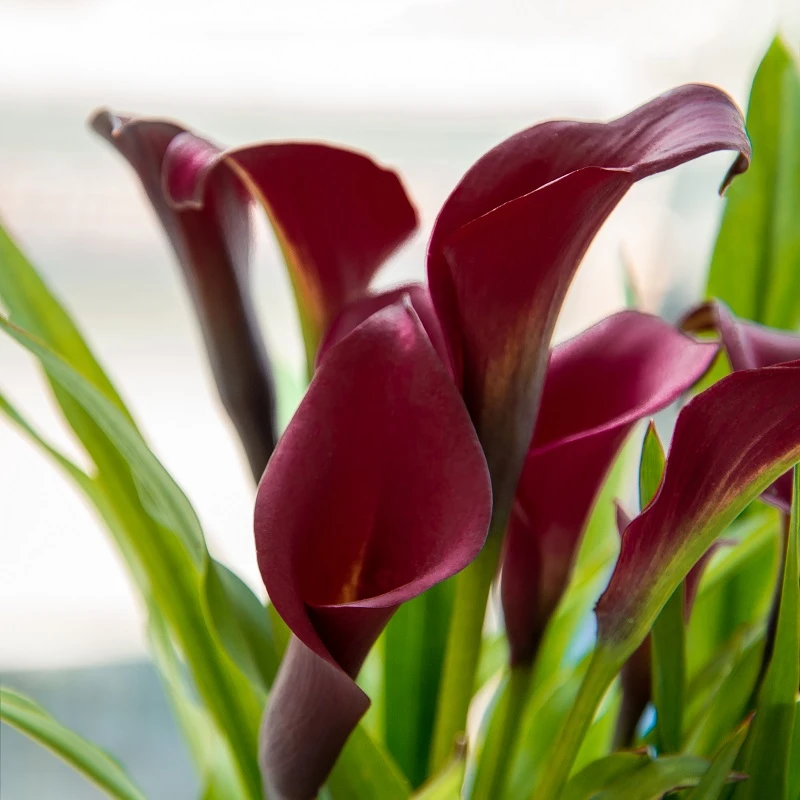 Hoa Rum (Calla Lily): Nguồn gốc, ý nghĩa và cách chăm sóc