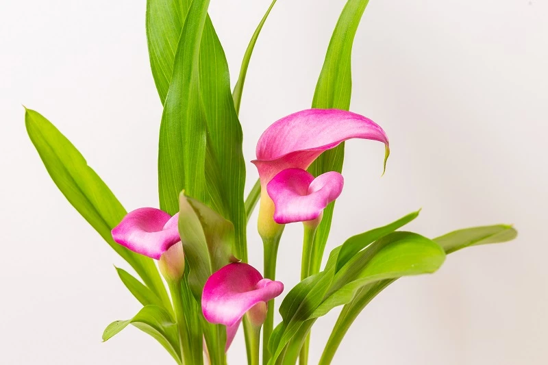 Hoa Rum (Calla Lily): Nguồn gốc, ý nghĩa và cách chăm sóc