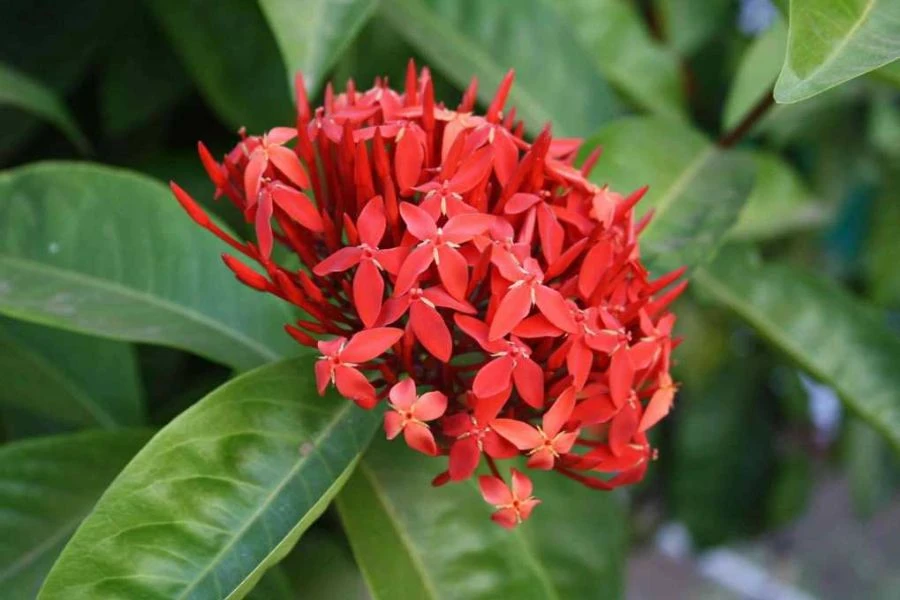 Hoa Trang (Ixora) - Bí kíp trồng và chăm sóc hoa nở quanh năm