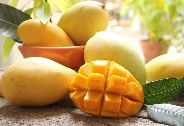 Xoài Cát Hòa Lộc Đặc Sản Nổi Tiếng Việt Nam