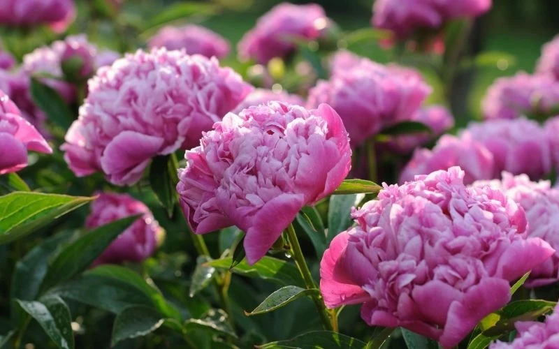 Khám Phá Đặc Điểm Hoa Mẫu Đơn Đỏ Trong Tự Nhiên