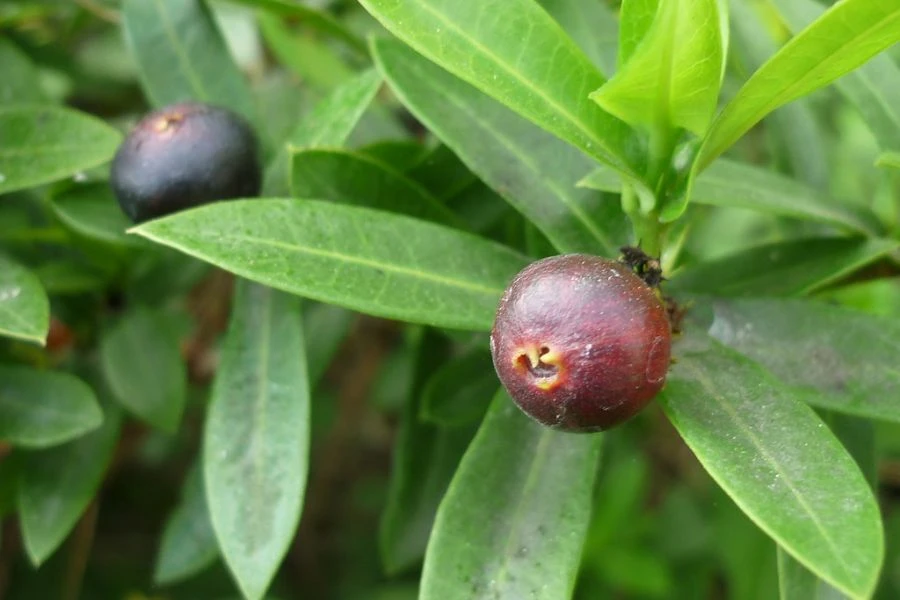 Hoa Trang (Ixora) - Bí kíp trồng và chăm sóc hoa nở quanh năm