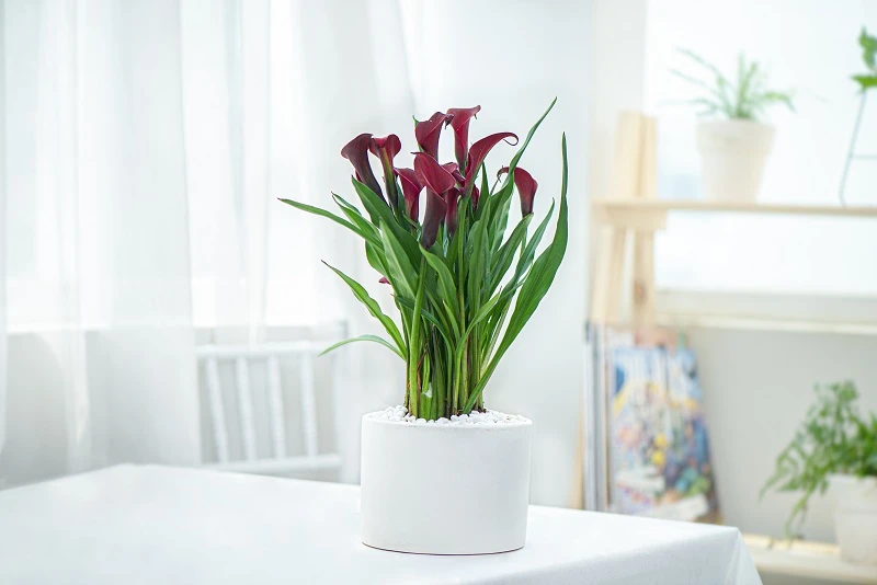 Hoa Rum (Calla Lily): Nguồn gốc, ý nghĩa và cách chăm sóc