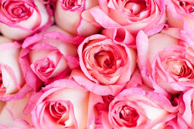 Category Archives: 999 Loài Hoa Đẹp Nhất Làm Say Lòng Người