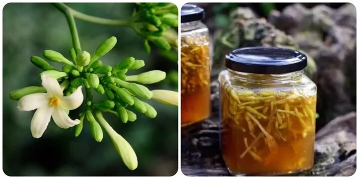 Hoa đu đủ đực ngâm mật ong có tác dụng gì cho sức khỏe