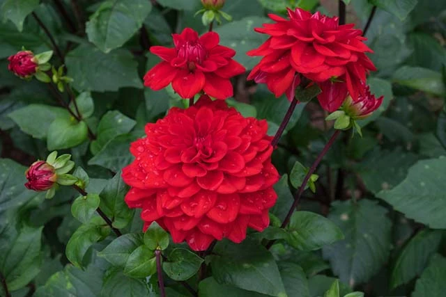 Category Archives: 999 Loài Hoa Đẹp Nhất Làm Say Lòng Người