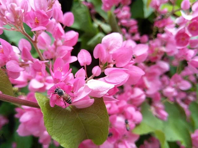 Category Archives: 999 Loài Hoa Đẹp Nhất Làm Say Lòng Người