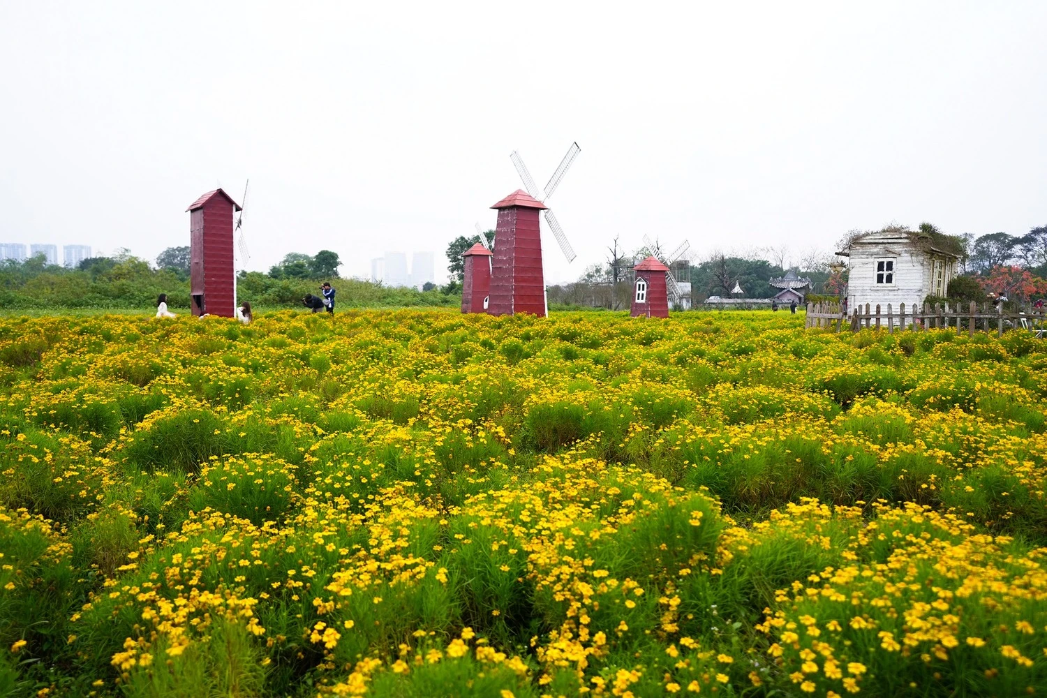 Phim trường Thảo nguyên hoa Long Biên - thiên đường check in sống ảo