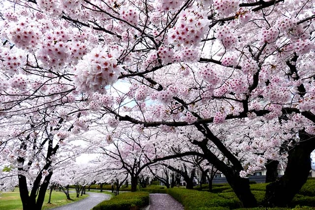 Category Archives: 999 Loài Hoa Đẹp Nhất Làm Say Lòng Người