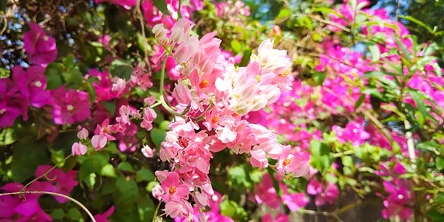 Category Archives: 999 Loài Hoa Đẹp Nhất Làm Say Lòng Người