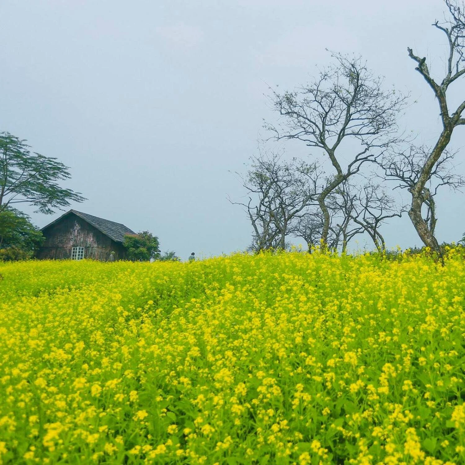 Phim trường Thảo nguyên hoa Long Biên - thiên đường check in sống ảo