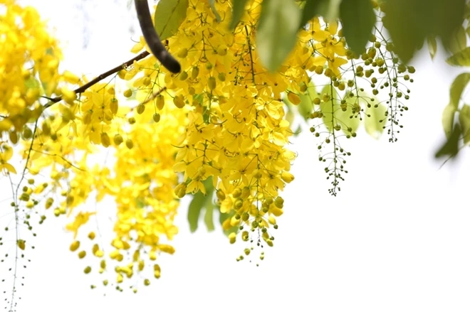 Cây hoàng yến - ý nghĩa, đặc điểm, công dụng và cách trồng