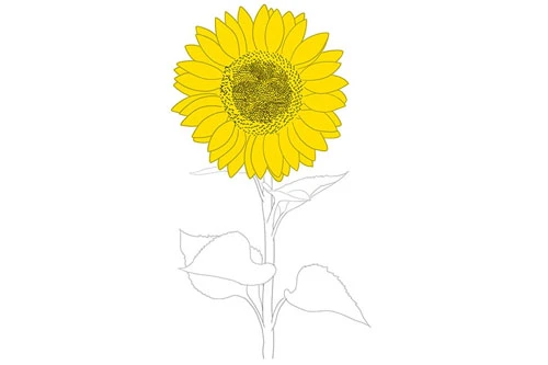 Học vẽ Hoa Hướng Dương