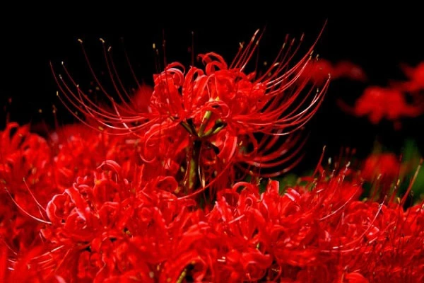 Nguồn gốc và ý nghĩa tâm linh của hoa bỉ ngạn mà không phải ai cũng biết