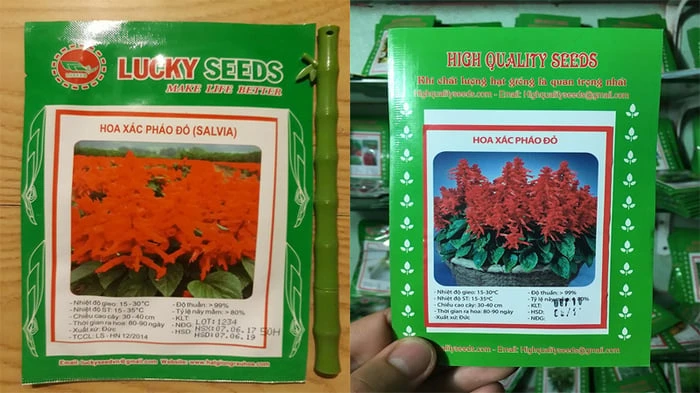 Đặc điểm, ý nghĩa, cách trồng và chăm sóc hoa xác pháo để trang trí nhà thêm phần đẹp