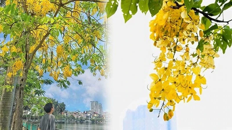 Cây hoàng yến - ý nghĩa, đặc điểm, công dụng và cách trồng