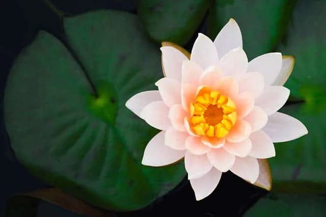 Category Archives: 999 Loài Hoa Đẹp Nhất Làm Say Lòng Người