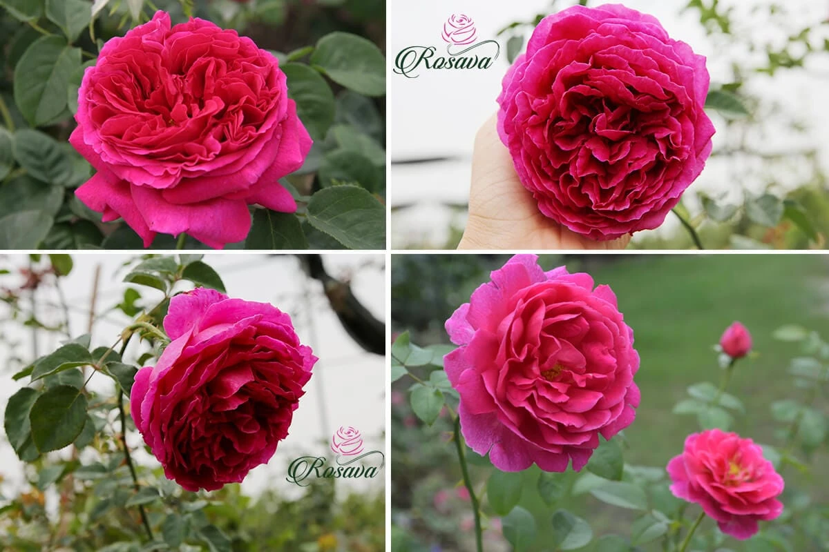 Top 70 giống hoa hồng leo nhất định phải sở hữu (phần 1)