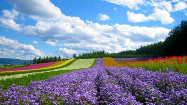 Top 24 vườn hoa Đà Lạt đẹp mê ly được du khách yêu thích nhất 2024