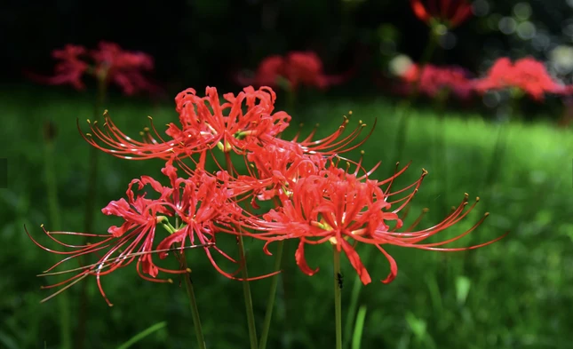 Hoa bỉ ngạn có gì mà giới trẻ tranh nhau bắt 'trend' nhiều đến vậy?