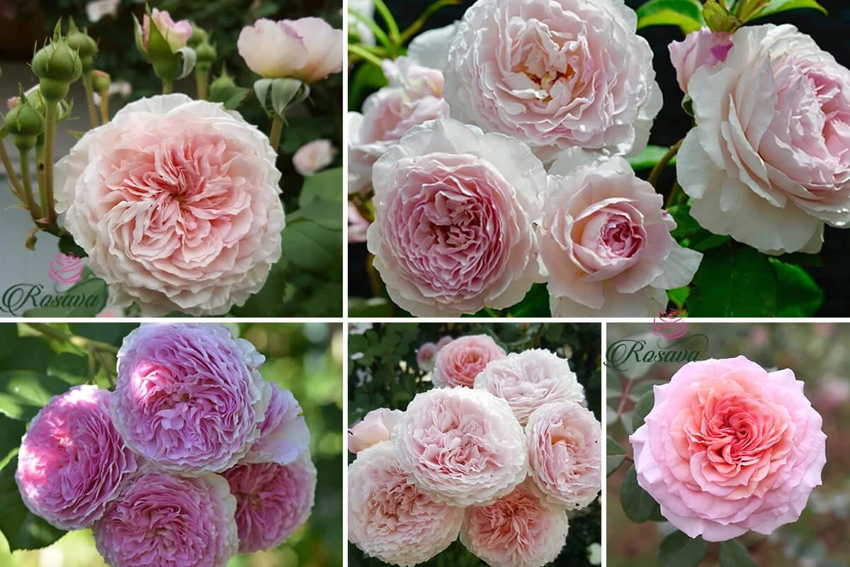 Top 70 giống hoa hồng leo nhất định phải sở hữu (phần 1)