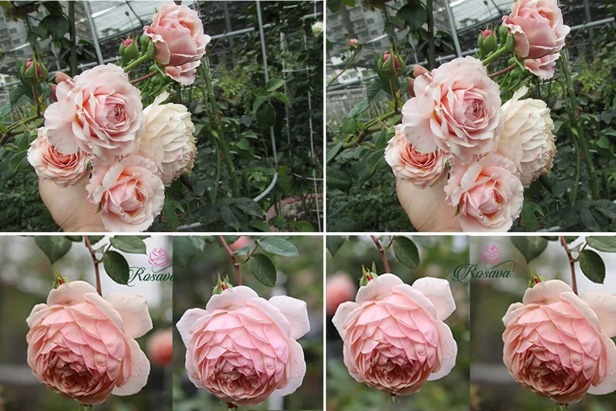 Top 70 giống hoa hồng leo nhất định phải sở hữu (phần 1)