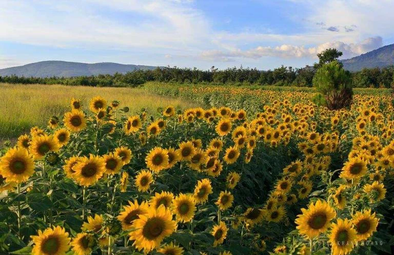 Top 24 vườn hoa Đà Lạt đẹp mê ly được du khách yêu thích nhất 2024