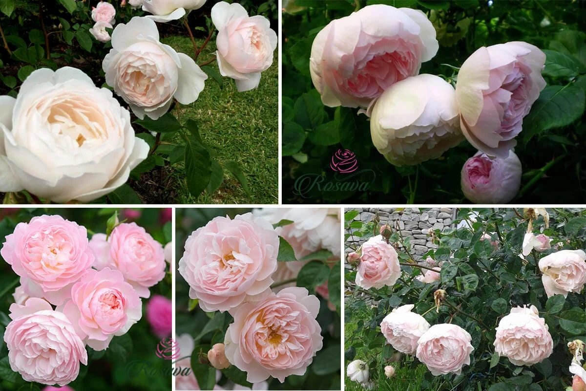 Top 70 giống hoa hồng leo nhất định phải sở hữu (phần 1)