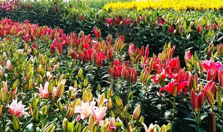 Top 24 vườn hoa Đà Lạt đẹp mê ly được du khách yêu thích nhất 2024