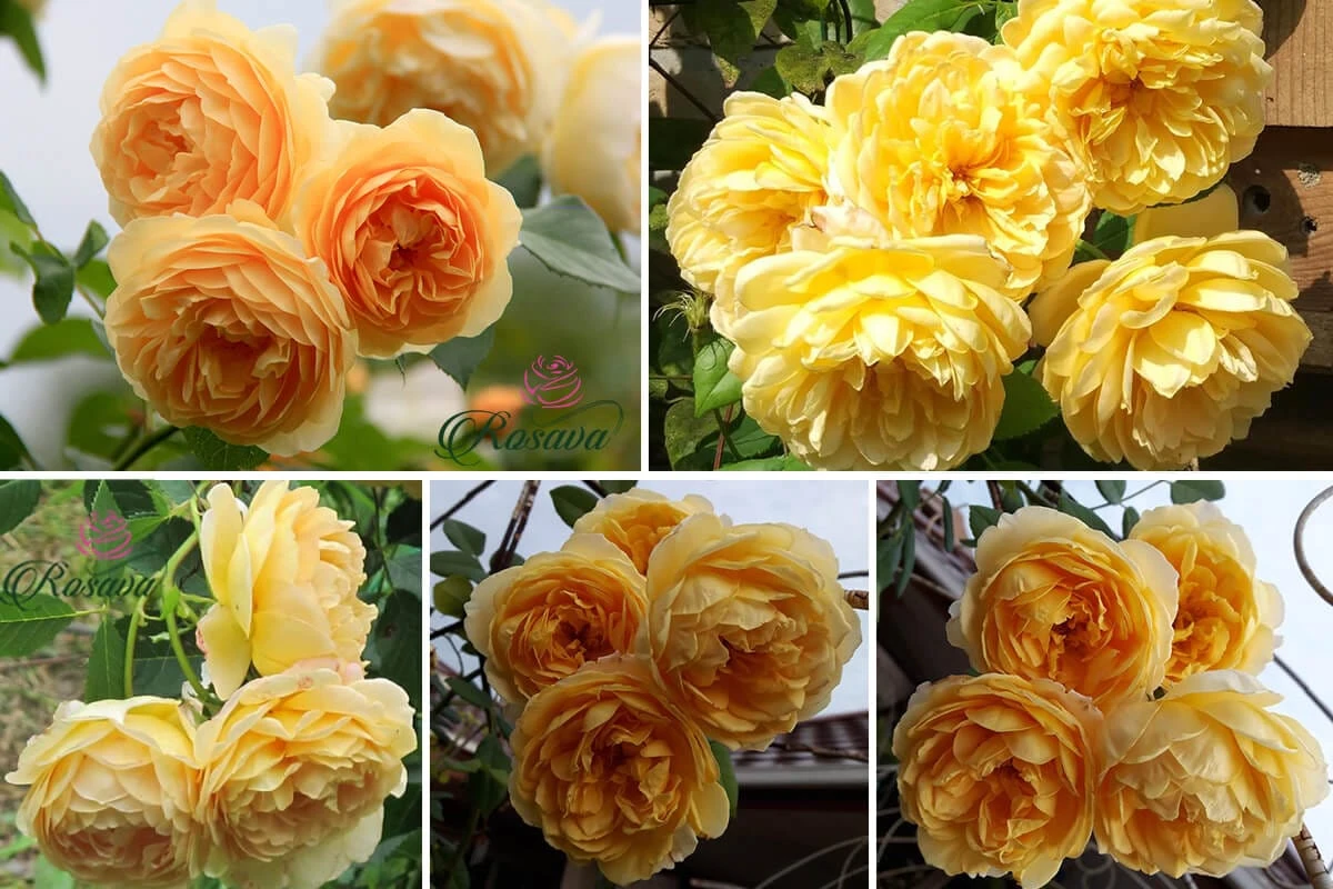 Top 70 giống hoa hồng leo nhất định phải sở hữu (phần 1)