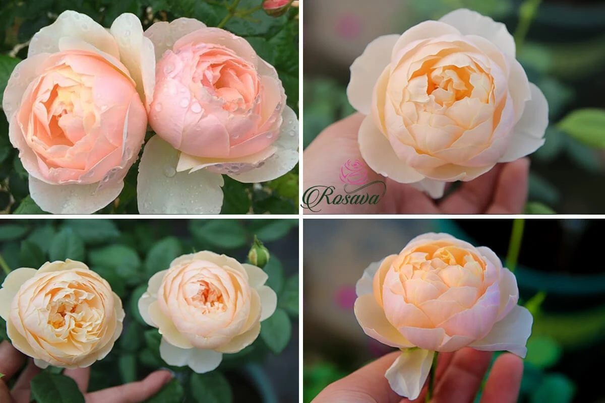 Top 70 giống hoa hồng leo nhất định phải sở hữu (phần 1)