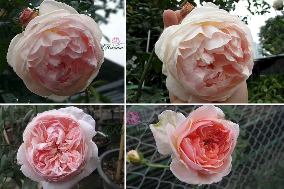 Top 70 giống hoa hồng leo nhất định phải sở hữu (phần 1)