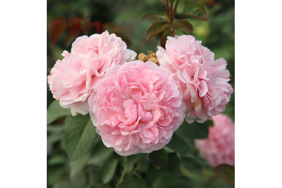 Top 70 giống hoa hồng leo nhất định phải sở hữu (phần 1)