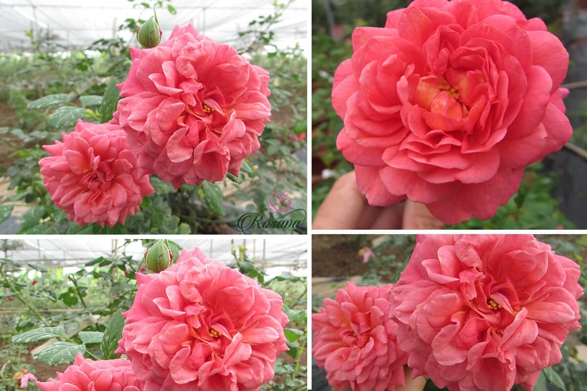 Top 70 giống hoa hồng leo nhất định phải sở hữu (phần 1)