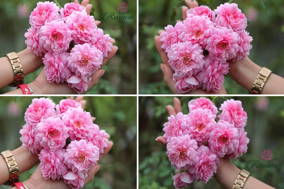 Top 70 giống hoa hồng leo nhất định phải sở hữu (phần 1)