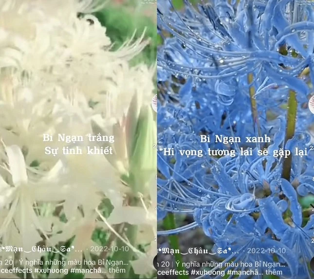 Hoa bỉ ngạn có gì mà giới trẻ tranh nhau bắt 'trend' nhiều đến vậy?