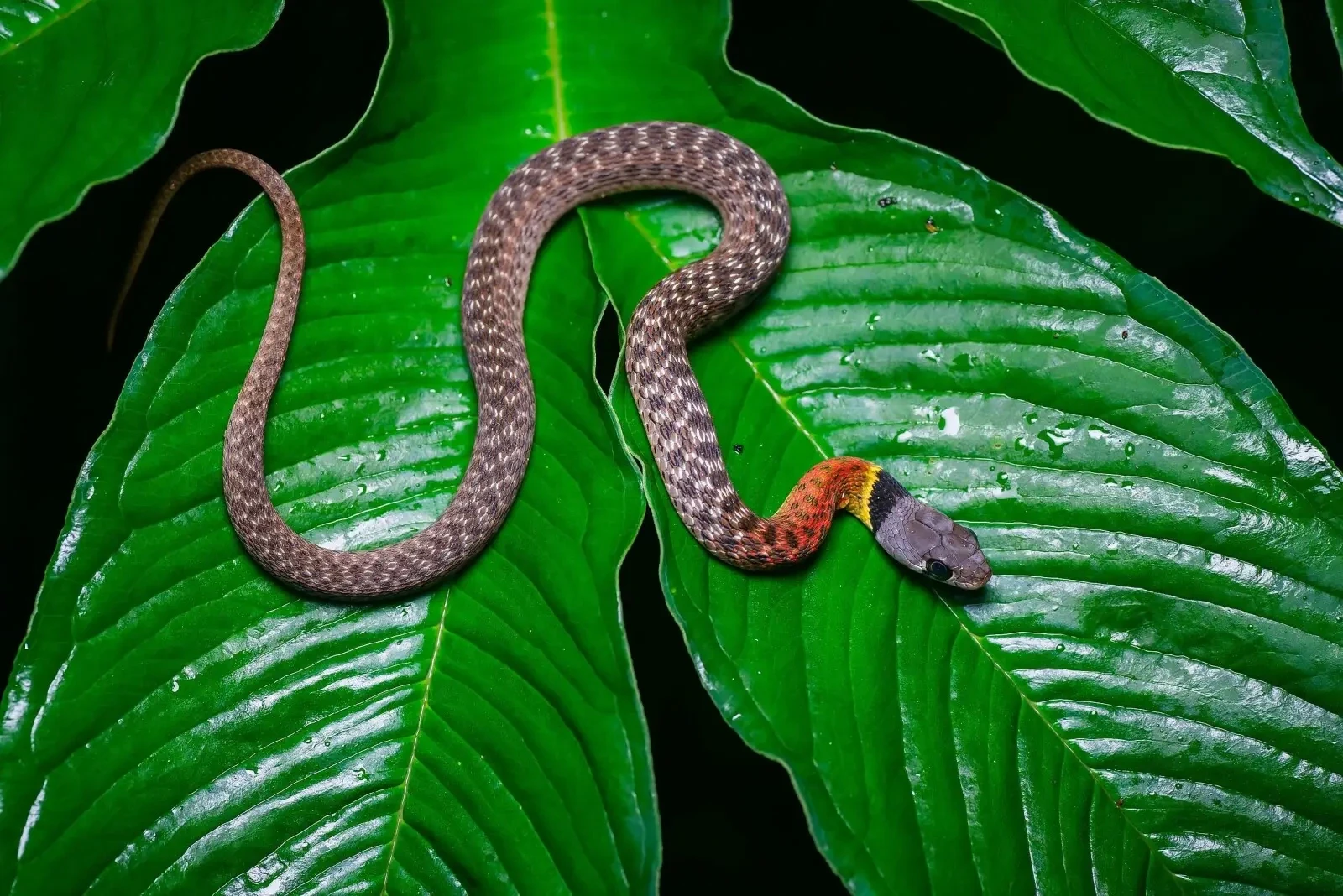 Loài rắn nước ở Việt Nam tưởng vô hại nhưng mang nọc độc chết người