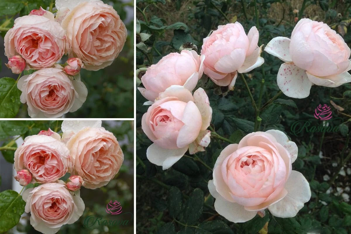 Top 70 giống hoa hồng leo nhất định phải sở hữu (phần 1)