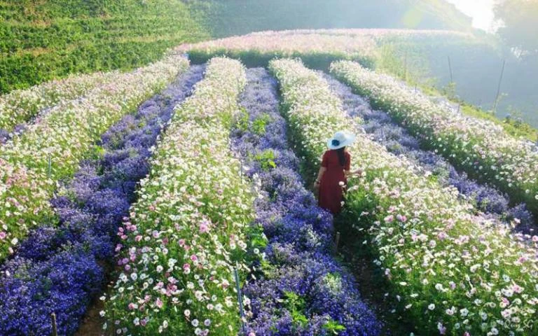 Top 24 vườn hoa Đà Lạt đẹp mê ly được du khách yêu thích nhất 2024