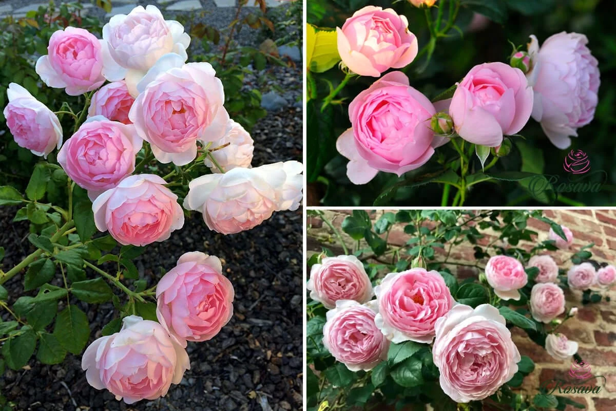 Top 70 giống hoa hồng leo nhất định phải sở hữu (phần 1)