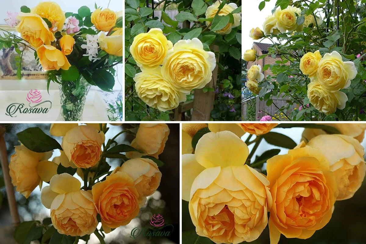 Top 70 giống hoa hồng leo nhất định phải sở hữu (phần 1)