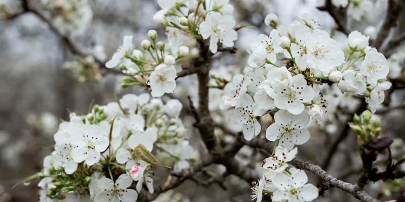 Hoa lê trắng tinh khôi bông hoa tuyết nơi núi rừng Tây Bắc