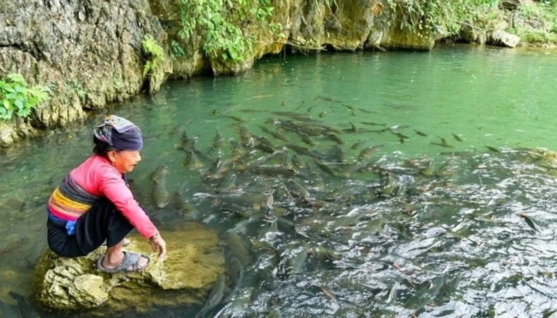 Khám phá suối cá thần Thanh Hóa chi tiết nhất 2024